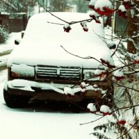 "подснежник".... :: Сергей