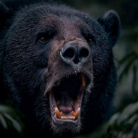 Мишка. :: Татьяна Бравая