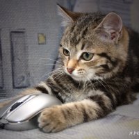 Сначала дело... :: Андрей Пристяжнюк Сначала дело... :: Андрей Пристяжнюк