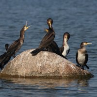 Отдыхающие :: Георгий Бондаренко