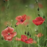 Лето :: елена беликова