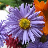 Цветочек :: Дмитрий П Цветочек :: Дмитрий П