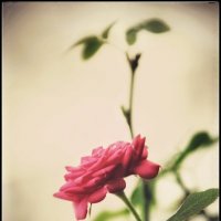 Расцвела... :: Руслан Расцвела... :: Руслан