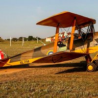 Тайгер мот. :: Сергей Воротников Тайгер мот. :: Сергей Воротников