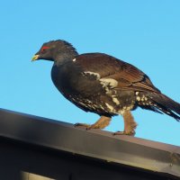 У кого то Аист на крыше,а у нас Глухарь гуляет :: Ольга Митрофанова У кого то Аист на крыше,а у нас Глухарь гуляет :: Ольга Митрофанова