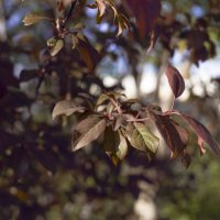 *** :: Елена Алексеева