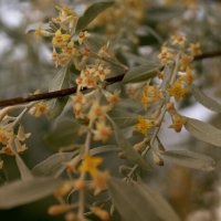 *** :: Елена Алексеева