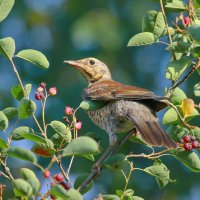 в ирге... :: Andrey Bragin в ирге... :: Andrey Bragin