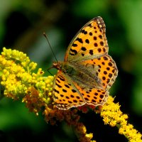 опять про бабочек...172 :: Александр Прокудин опять про бабочек...172 :: Александр Прокудин