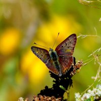 опять про бабочек...175 :: Александр Прокудин опять про бабочек...175 :: Александр Прокудин