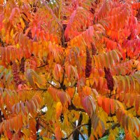 Яркий сумах в октябре :: Татьяна Машошина Яркий сумах в октябре :: Татьяна Машошина