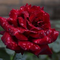 Осенний дождь... :: Надежда Куркина 