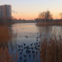 Лысухи на рассвете :: Сапсан 