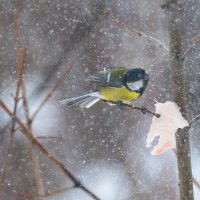 Синицы. Зима :: Владимир Лазарев