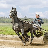 Бега :: SanSan Бега :: SanSan