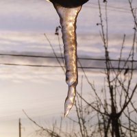 Весна в декабре. :: сергей ермошкин