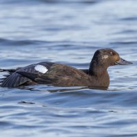 турпан. :: юрий макаров