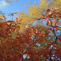 прекрасный октябрь :: Елена Шаламова прекрасный октябрь :: Елена Шаламова