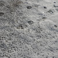 январские следы :: Елена Шаламова январские следы :: Елена Шаламова