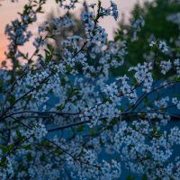 ... :: Сергей Яковлев