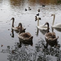 Лебеди в городском парке :: Рита Симонова Лебеди в городском парке :: Рита Симонова