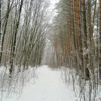 Зима как всегда пришла неожиданно... :: Андрей Заломленков Зима как всегда пришла неожиданно... :: Андрей Заломленков