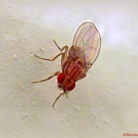 Вопрос: откуда дрозофилы берутся зимой?  :-) :: Андрей Заломленков