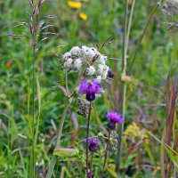 Травы. :: ВикТор Быстров Травы. :: ВикТор Быстров