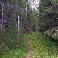 Лес у стоянки. :: ВикТор Быстров