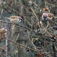 Столовая. :: Владимир Безбородов