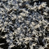 Скопление снежных звезд :: Ольга Савельева 