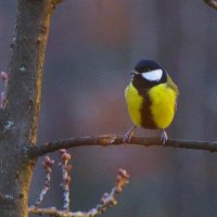 А мне - не холодно, дуб греет :) :: Юрий Куликов А мне - не холодно, дуб греет :) :: Юрий Куликов