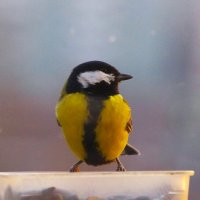 Откуда задор ?.. :: Юрий Куликов Откуда задор ?.. :: Юрий Куликов