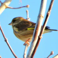 Зеленушка :: Андрей Снегерёв Зеленушка :: Андрей Снегерёв