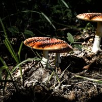 Красавцы ;-) :: Алексей Пышненко Красавцы ;-) :: Алексей Пышненко