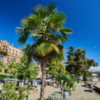 Набережная Сухума :: Александр Леонов Набережная Сухума :: Александр Леонов