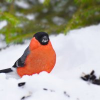 СНЕГИРЬ. :: DianaVladimirovna 