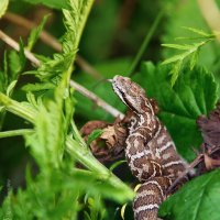 Под ногами Уссурийский щитомордник :: Игорь Сарапулов