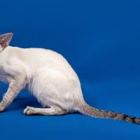 Ориентал :: Светлана Ищенко