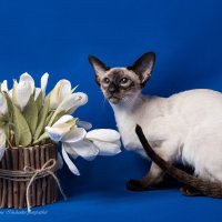 Сиамская кошка :: Светлана Ищенко Сиамская кошка :: Светлана Ищенко