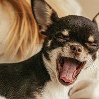 Братья меньшие. :: Юрий Яньков Братья меньшие. :: Юрий Яньков