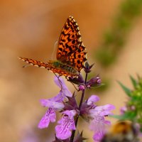 опять про бабочек...179 :: Александр Прокудин опять про бабочек...179 :: Александр Прокудин