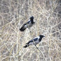 Парочка :: Nina Streapan Парочка :: Nina Streapan