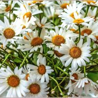 Про ромашки... :: Aquarius - Сергей Про ромашки... :: Aquarius - Сергей