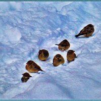 Декабрь..Замерзшие воробышки на снегу! :: Владимир 