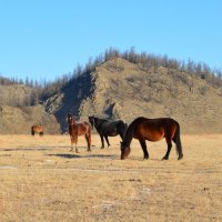Лошадки Горного Алтая :: Татьяна Лютаева Лошадки Горного Алтая :: Татьяна Лютаева