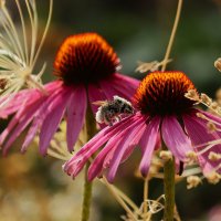 Цветы ушедшего лета :: Юрий. Шмаков
