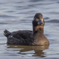 турпан. :: юрий макаров турпан. :: юрий макаров