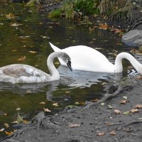 Лебеди в городском парке :: Рита Симонова