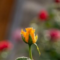Желтая роза :: Игорь Сикорский